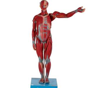 GD/A11301/1 General Doctor Human Muscles Medical Science Medical Anatomical Model with Internal Organs - Product Image 1