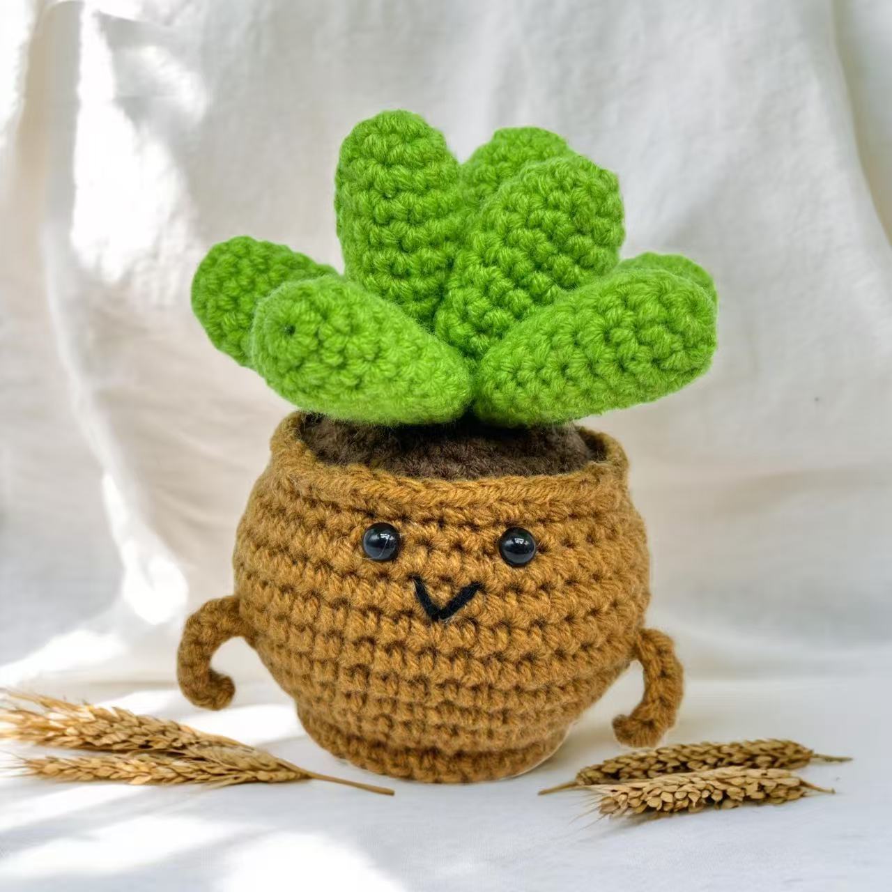 Plante succulente en pot