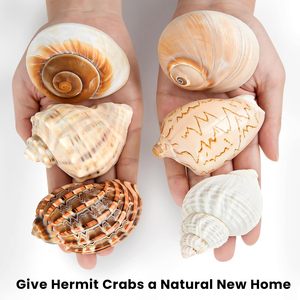 6PCS Large Hermit Crab <strong>Shells</strong> Natural Sea Conch Size 3&quot; - 3.5&quot; Opening Size 1.5&quot; - 2.5&quot; Turbo Seashells - Product Image 5