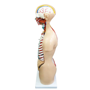 Medical Research Fine Arts Education <strong>Human</strong> Trunk Anatomy Model Organ Teaching Model 85cm Removable - Product Image 4