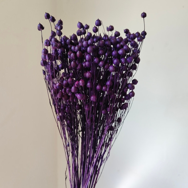 violet foncé