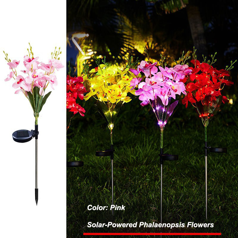 Phalaenopsis rosa