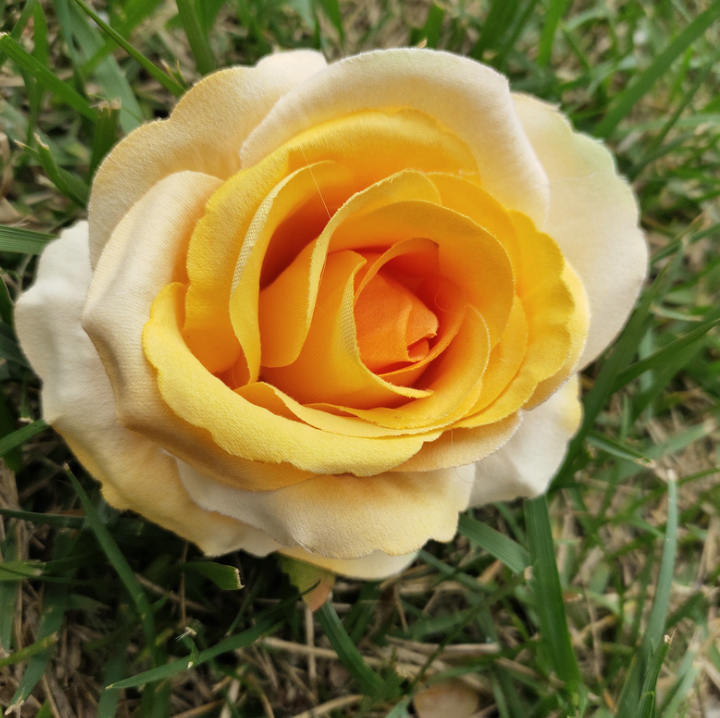Giallo