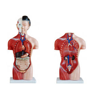 <strong>Human</strong> Anatomical Unix Torso Model 85cm 20 Parts Dual Sex Anatomical <strong>Human</strong> Torso Model with Organs - Product Image 5