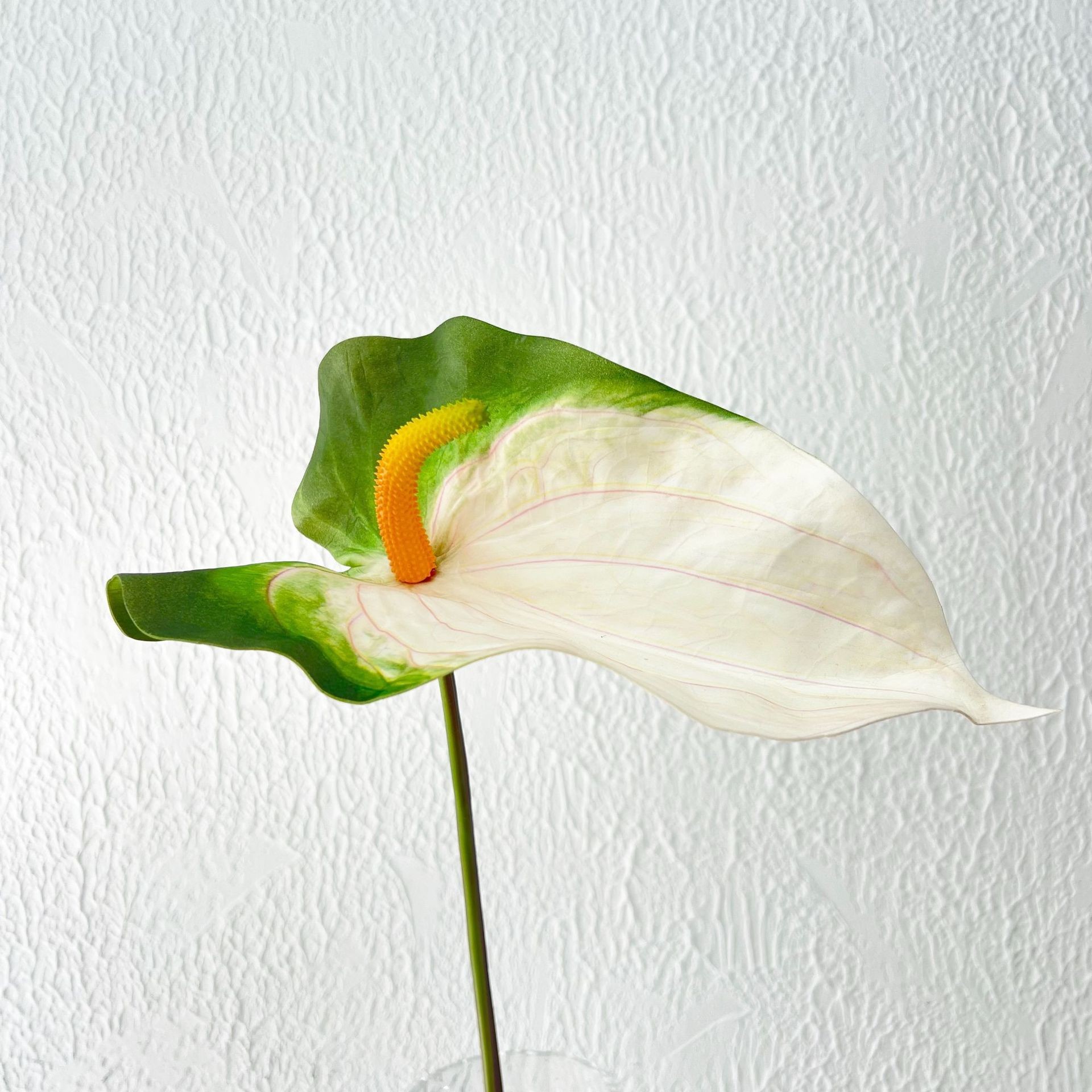 White green single branch big color palm