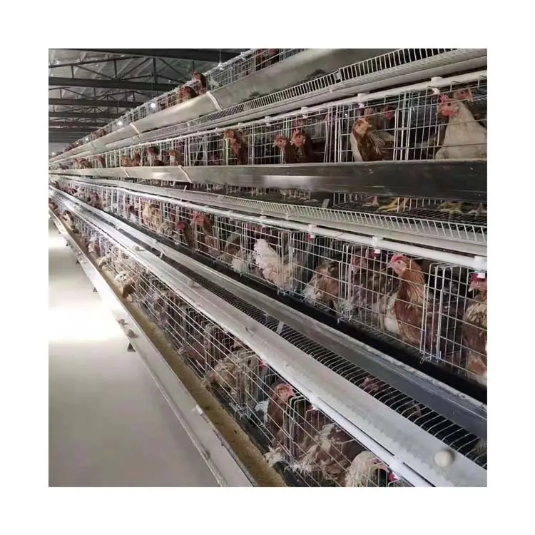 Cage à poulet cage à poulet cage à poulet cage à poulet automatique