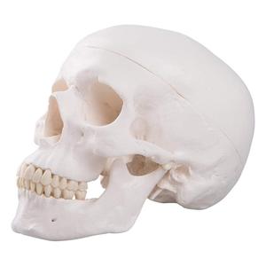 PVC <strong>Human</strong> Skull Anatomy Model - <strong>3</strong> Part Life Size Anatomically Correct , Skull Cap with External and Interior Structures - Product Image 3