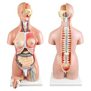 Gelsonlab Anatomical <strong>Human</strong> Torso Model 55cm with 20 Parts with Opening on the <strong>Back</strong> - Product Image 1