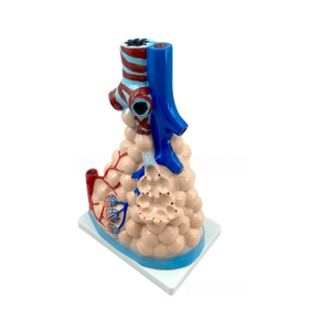Modèle d'amplification alvéolaire en PVC Modèle anatomique des sciences médicales Représentation précise de la structure alvéolaire - Product Image 5