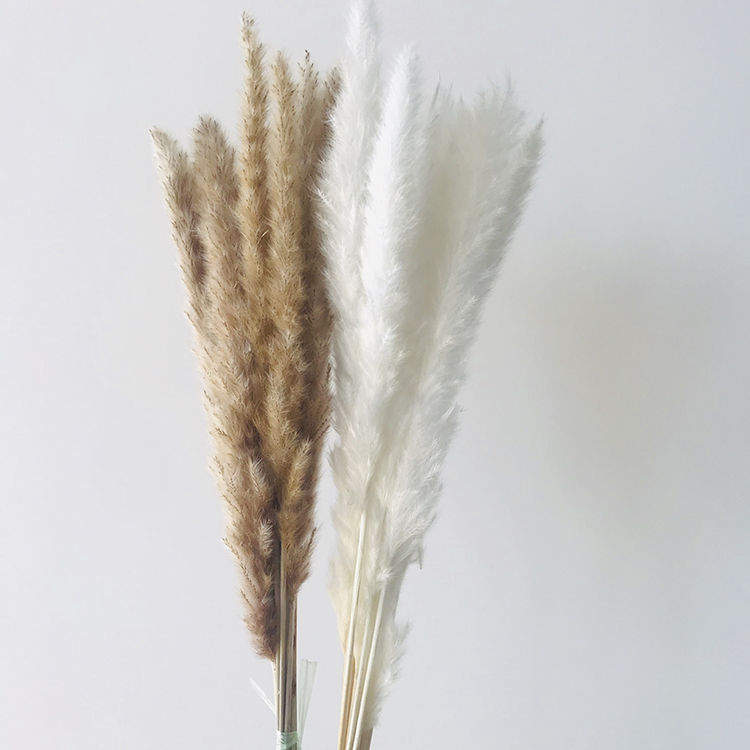Piccola erba di pampa