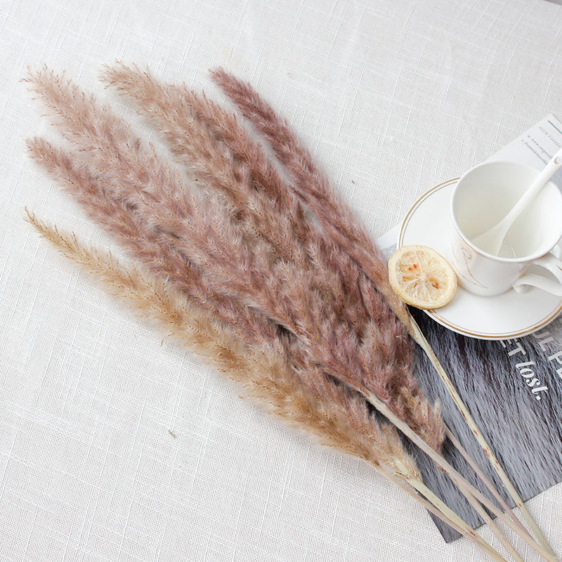 หญ้าแพมปาสขนาดเล็กธรรมชาติ15ชิ้น/ห่อ