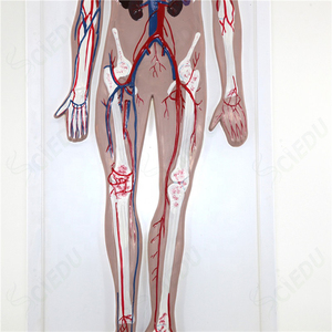 วิทยาศาสตร์การแพทย์ขั้นสูงรูปแบบระบบการไหลเวียนโลหิตของมนุษย์ PVC