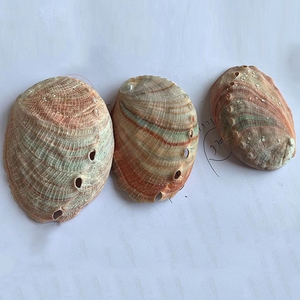 Abalone shells оптом paua shell в продаже - Product Image 5
