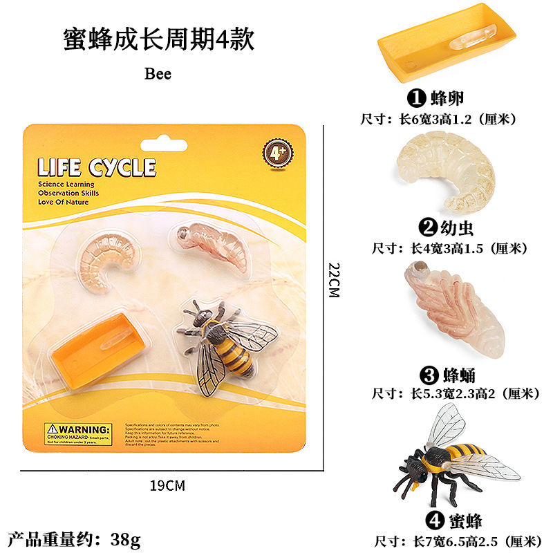Ciclo de crecimiento de la abeja 4 tipos (placa de succión)