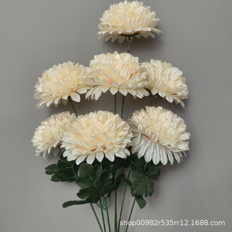 Chrysanthème boule de champagne