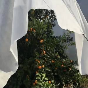 Bền thân thiện với môi <span class=keywords><strong>Polypropylene</strong></span> spunbond không thấm nước & gấp chống UV cho cây trồng bảo vệ thực vật chống Đông bìa - Product Image 5