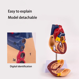2025ใหม่โมเดลหัวใจกายวิภาคขนาดเท่าจริง2ส่วนสอนทางการแพทย์ของ Krc - Product Image 5