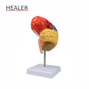 医学院使用的人体器官彩色PVC脑解剖模型 - Product Image 4