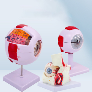 SCIEDU İnsan göz küresi modeli 6 kez büyütülmüş göz küresi modeli Otorhinolaryngology göz yapısı İnsan anatomisi Model beyin - Product Image 5