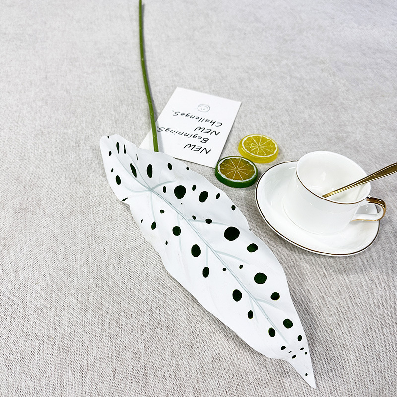 Seule feuille de bégonia avec des taches blanches