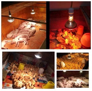 สัตว์ปีกสัตว์สีแดงโคมไฟความร้อนอินฟราเรดหลอดไฟสำหรับไก่ - Product Image 4