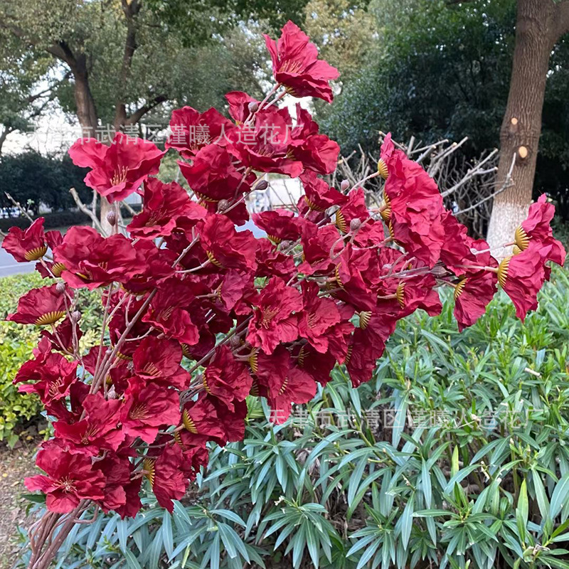 Bauhinia