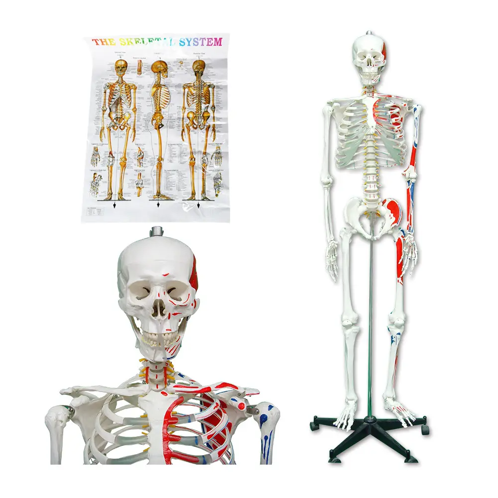 Modelo de esqueleto músculo humano científico, PNT-0102 170cm, modelo anatômico da ciência médica, imagem avançada, pvc pnatomy cn; jia 175cm