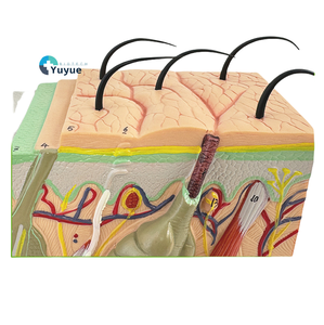 Medical 3D PVC Manikin Enlarged <strong>Human</strong> Layered Anatomy Model for Teaching and Scalp Structure Study Skin Tissue Structure Model - Product Image 3
