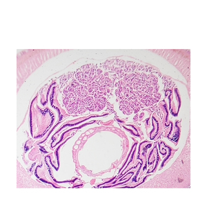 Giun đất t. S. Chuẩn bị trượt thực vật học động vật kính hiển vi phòng thí nghiệm trượt giảng dạy vật tư giáo dục - Product Image 4