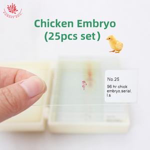 Diapositivas de microscopio de embrión de pollo de enseñanza biológica Diapositivas preparadas de embrión de pollo fresco y transparente para uso educativo - Product Image 5