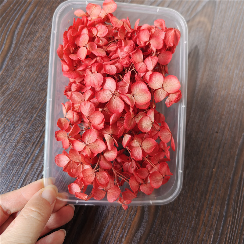 Boîte d'hortensias rouges Anna 5g