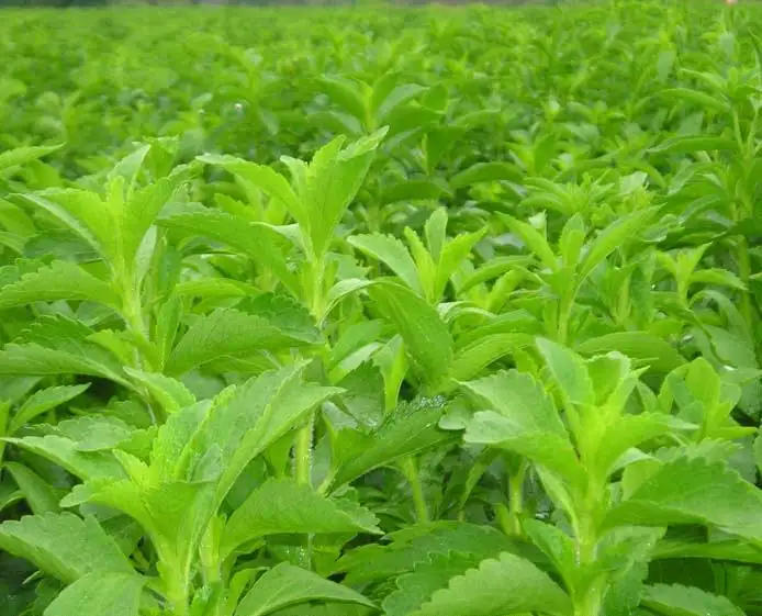 Kalorien armer natürlicher Misch süßstoff Low Carb Stevia Erythritol Süßstoff