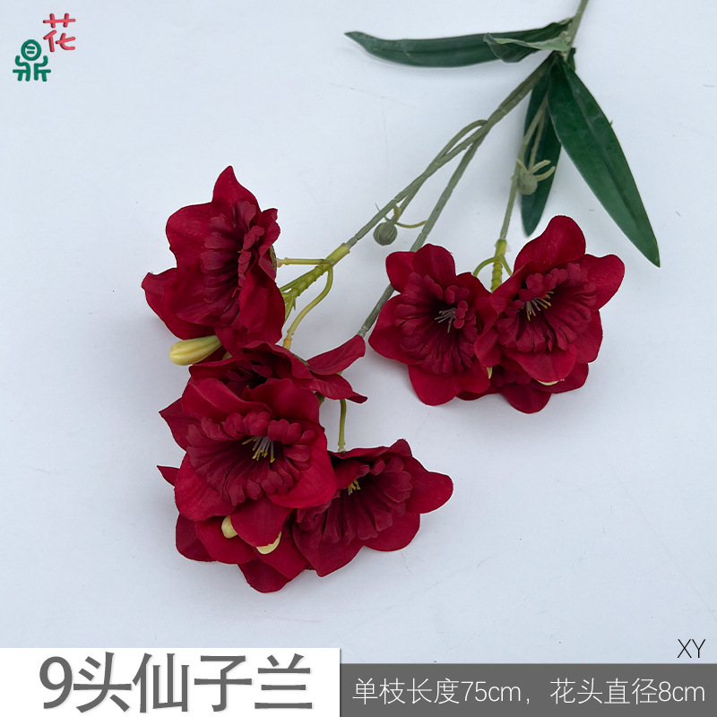 Orchidée féerique à 9 têtes XY, rouge vin