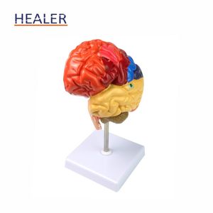 医学院使用的人体器官彩色PVC脑解剖模型 - Product Image 2