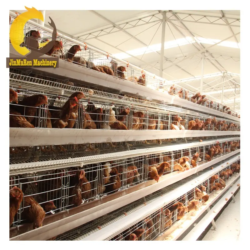 Jinreenmu — Cage de volaille jinreen, nouveauté, équipement d'élevage de volaille, Cage à poulet pour le marché des ya