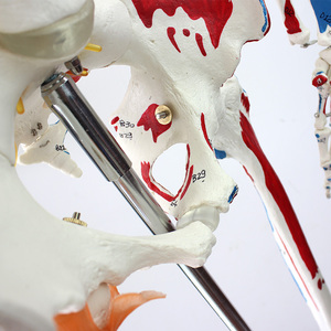 Laboratuvar öğretim modelleri 170cm insan Muscula İskelet modelleri Ligament ile PVC - Product Image 3