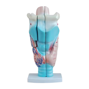 ADA tıp bilimleri PVC modeli yeni stil dev kulak modeli büyütülmüş insan Larynx hastalık gösteri tıbbi öğretim aracı - Product Image 3