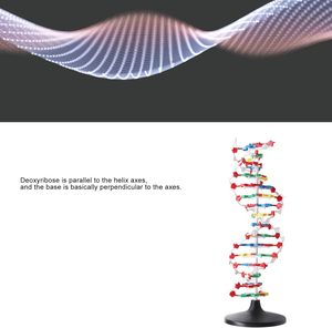 Çift sarmal insan genleri DNA modelleri DNA montajı için biyolojik bilim öğretim yardımı ekran bilim öğretim enstrümanı - Product Image 3