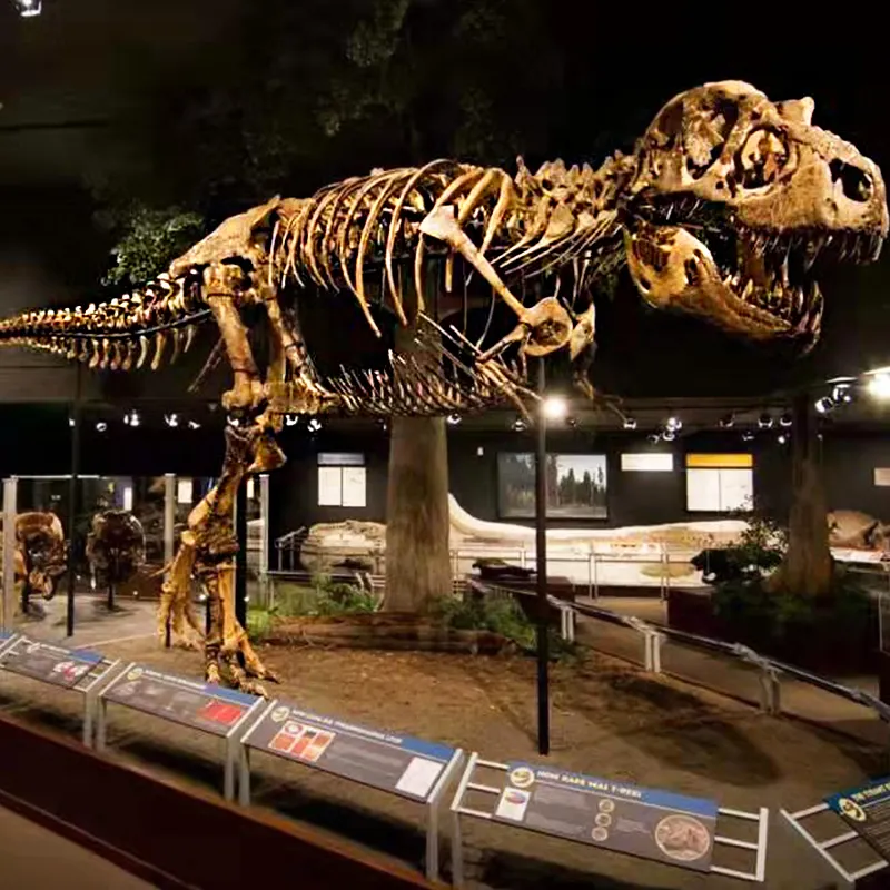Parque de dinosaurios, fósil de dinosaurio, esqueleto real de T-Rex para exposición de museo, simulación al aire libre, esqueleto de dinosaurios