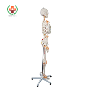 SY-N021 Trường Y Tế Tiên Tiến Cơ Thể Con Người Skeleton Mô Hình Với Mạch Máu - Product Image 4