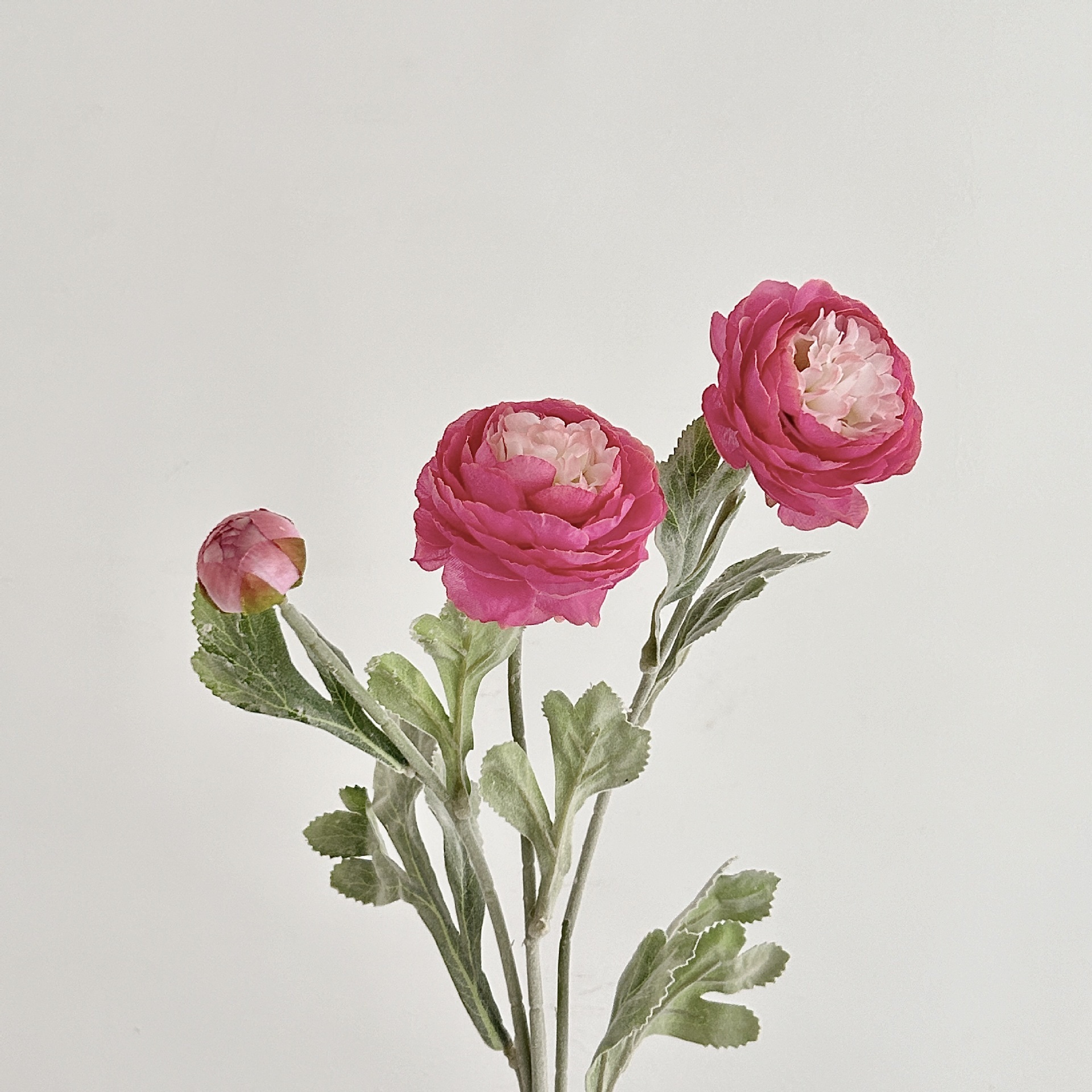 Rosa rossa