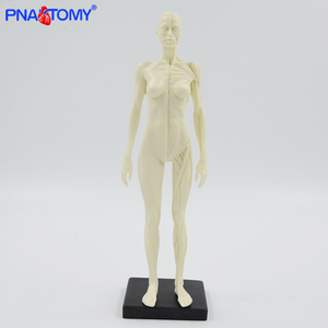 30センチメートルMuscular Figure Female Anatomy Model Human Muscle Model Medical Science Anatomical Model Anatomical Demonstration Picture - Product Image 4