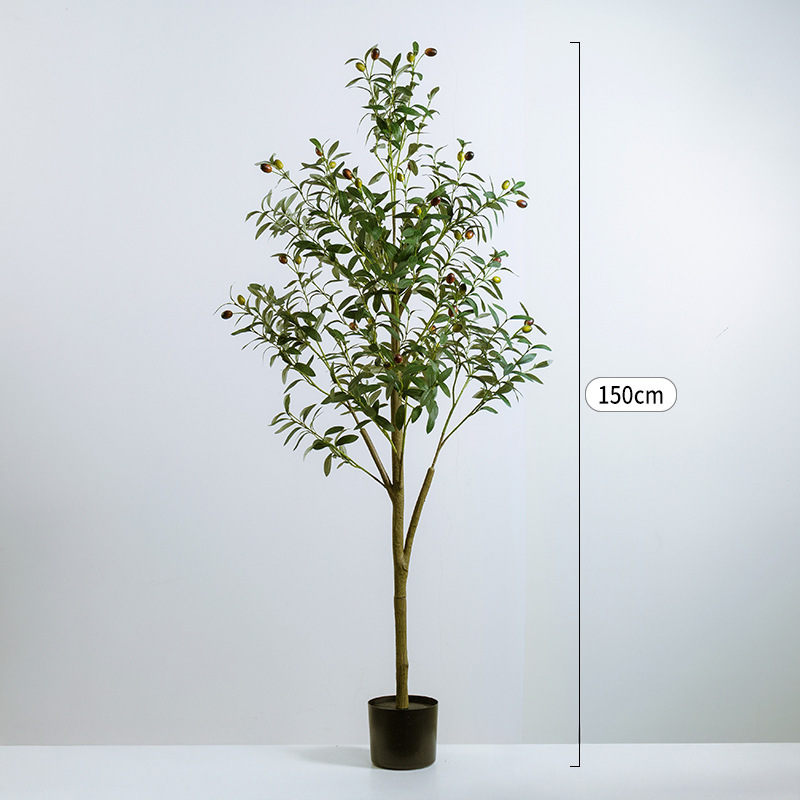 1,5 mètre, quatre oliviers standards.