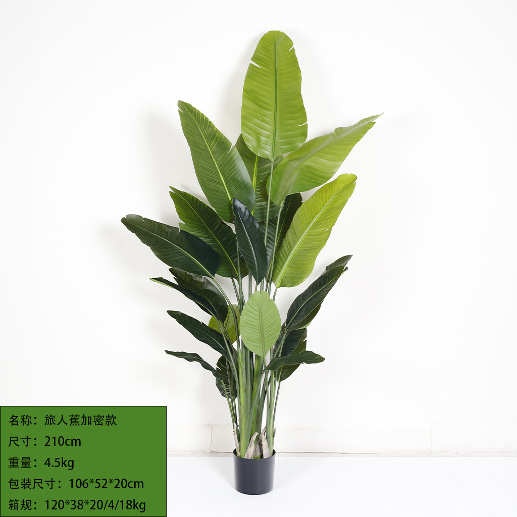 Cryptanthus 210cm