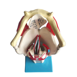Medical Teaching Human Functional Enlarged Anatomical <strong>Larynx</strong> Model - Product Image 1