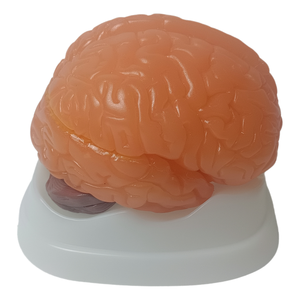 Scienza medica avanzata in PVC staccabile emisfero cerebrale tronco cerebrale cervelletto umano a grandezza naturale anatomia struttura del cervello modello - Product Image 6