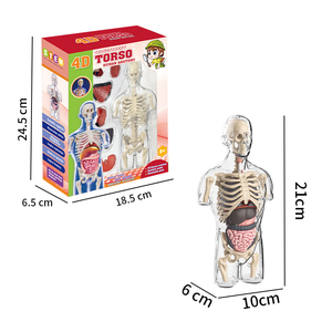 Yeni 4D insan şeffaf Torso bilim anatomi modeli çocuk yaratık yapısı mezhep öğretim kiti - Product Image 4