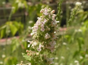 KAIYANGE al por mayor Catnip NEPETA CATARIA LEAF TEA Nepeta cataria L. PLANTAS ENTERAS MAO BO HE MINT Crecimiento de tallo de té de hojas naturales - Product Image 5