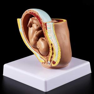GelsonLab HSBM-282 9th เดือนเด็กทารกในครรภ์รุ่น Foetus การตั้งครรภ์มนุษย์การตั้งครรภ์ในครรภ์การพัฒนาทางการแพทย์ชุดเครื่องมือการเรียนรู้