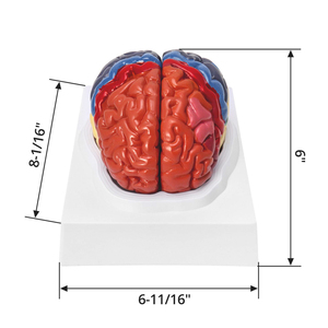 Modello anatomico della struttura del cervello di visualizzazione di varie zone funzionali del cervello di insegnamento medico colore umano modello del cervello - Product Image 1